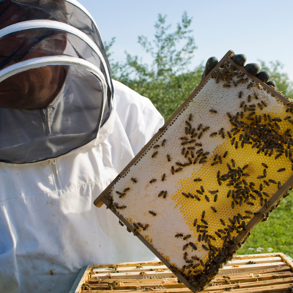 8 юли - Ден на пчеларя Летен – св. Прокопий пчелар в община Камено